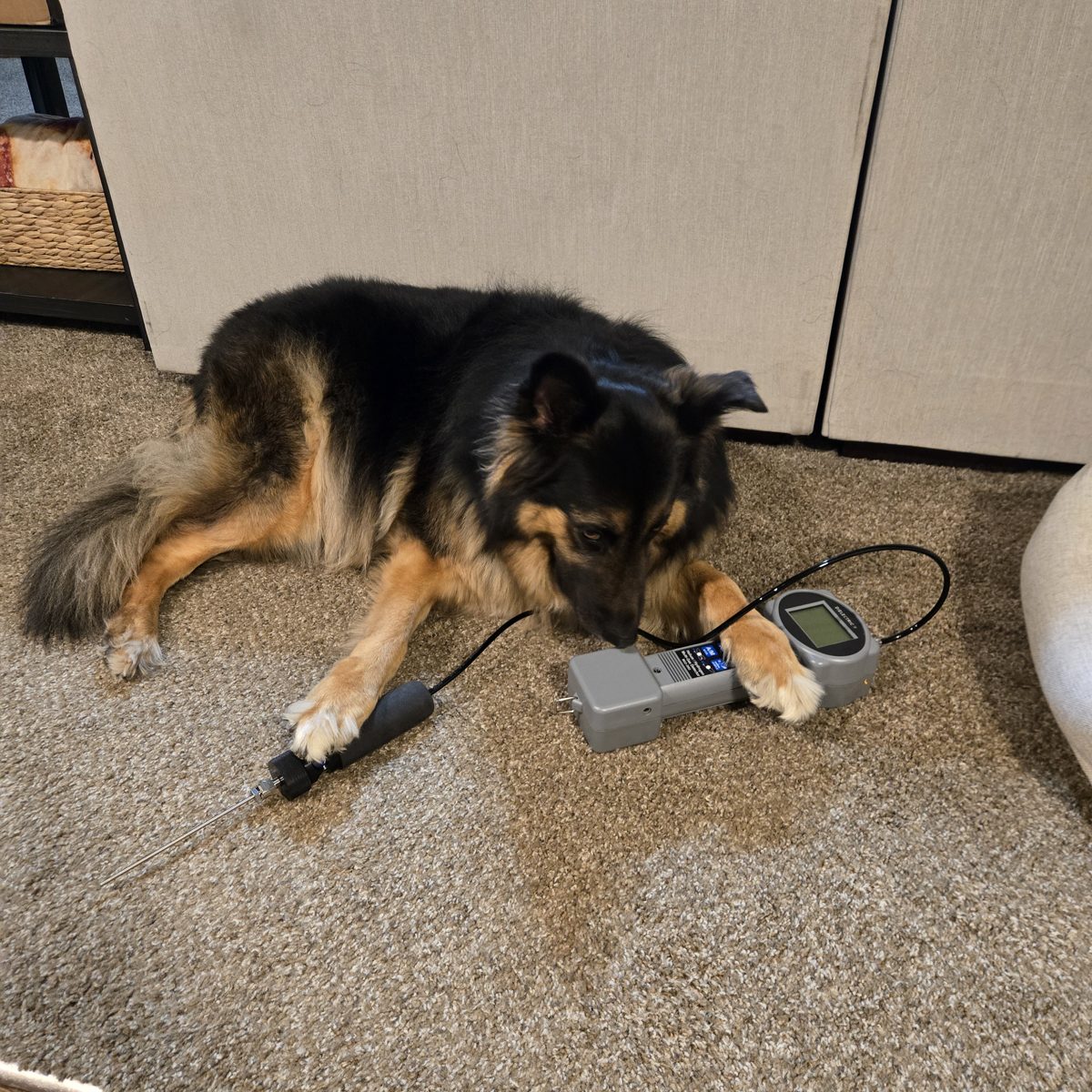 Buddy, a dog, standing beside a Dielectric MGD-2002 multi-gas detector on the USTEX truck